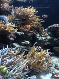 Close-up of coral and fish in water