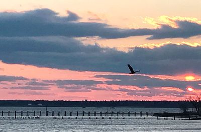 Silhouette birds flying over lake against sky during sunset