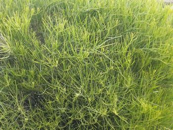 Full frame shot of fresh green field