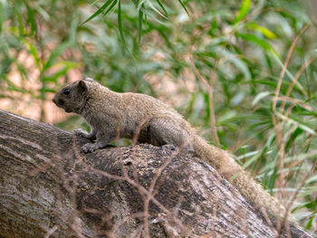 Close-up of squirrel on rock