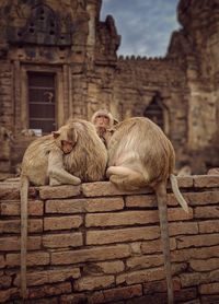 Monkey sitting on a wall of a building