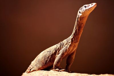 Close-up of lizard