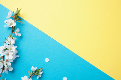 High angle view of blue and white flowers