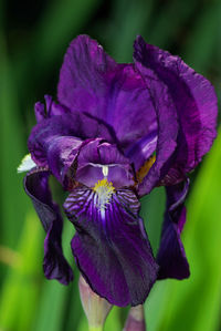 Close-up of iris blooming outdoors