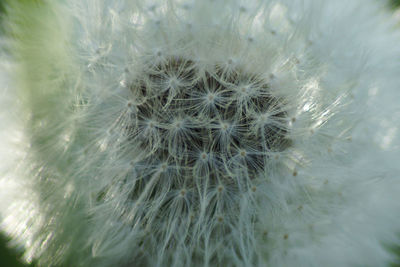 Close-up of dandelion