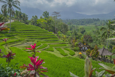 Scenic view of field against sky