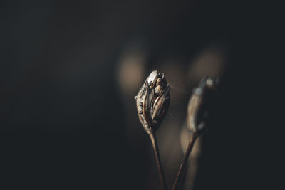 Close-up of plant