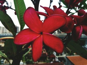 Close-up of red flowers against blurred background