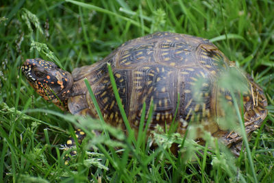 Turtle on grass in field