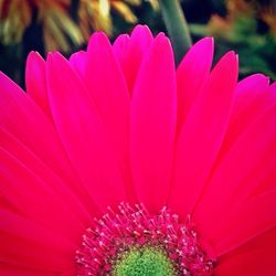 Close-up of pink flowers