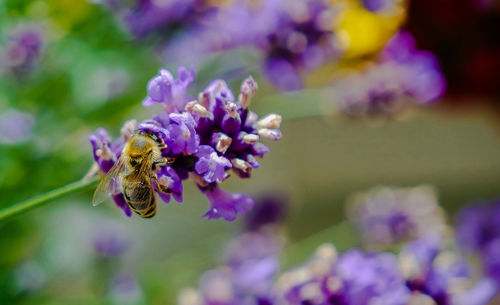 Close-up of bee pollinating on fresh purple flower