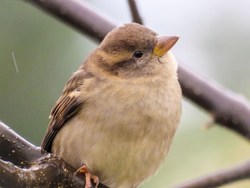 Close-up of bird perching outdoors