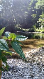 Close-up of plant growing in lake