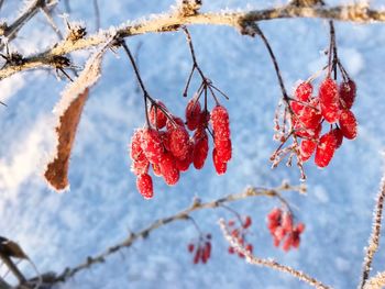 Close-up of frozen red berries on tree during winter