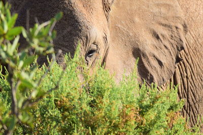 Close-up of sheep