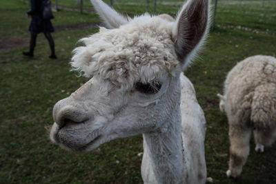 Close-up of sheep