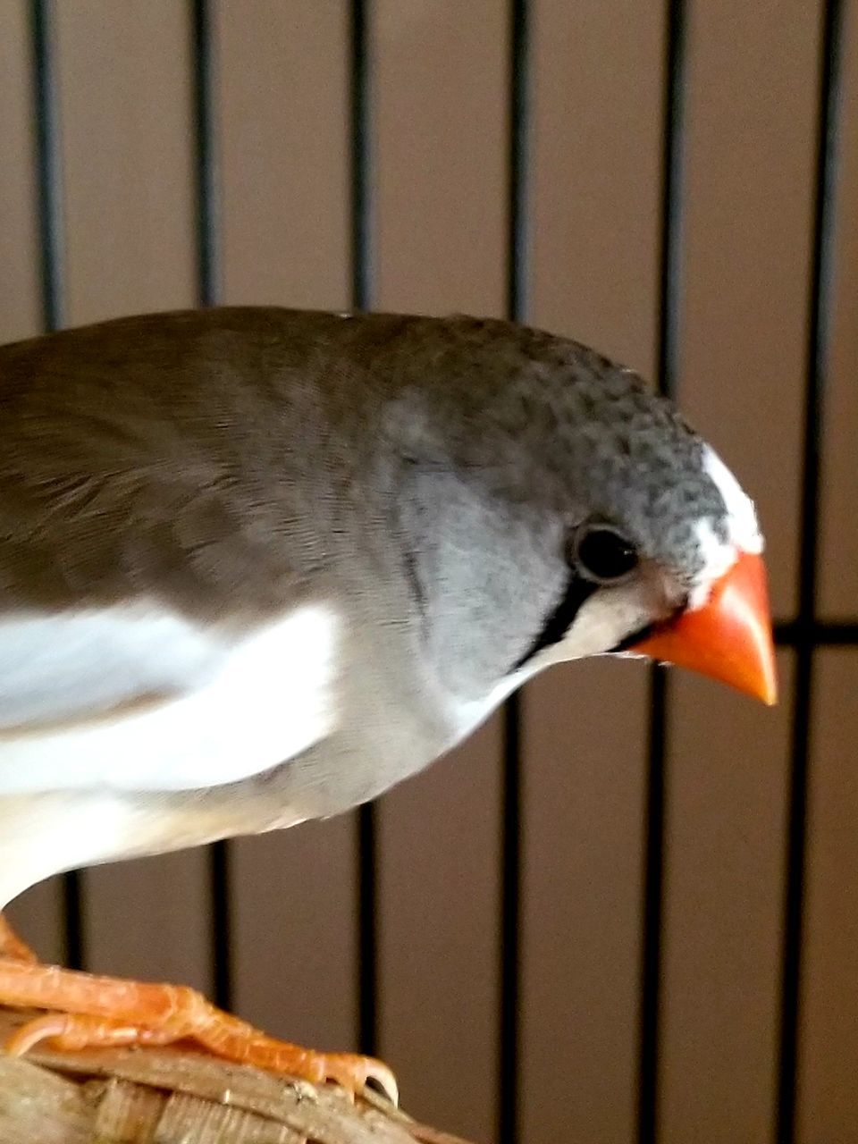 bird, vertebrate, animal, animal themes, one animal, close-up, animal wildlife, focus on foreground, no people, animals in the wild, food, beak, day, indoors, animal body part, food and drink, metal, nature, looking, animal head