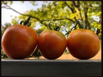 Close-up of tomatoes