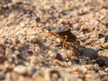 Close-up of lizard on land