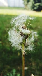 Close-up of dandelion on plant