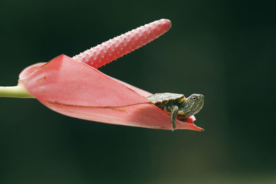 Close-up of turtle on flower