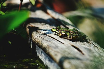 Close-up of lizard