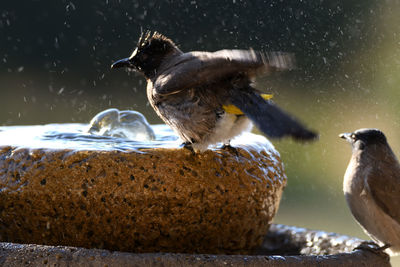 View of birds in water