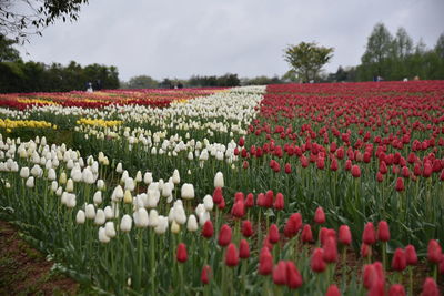 View of red tulips in field against sky