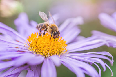 Close-up of bee on flower