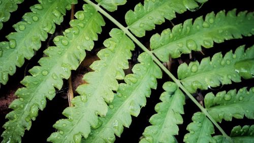 Full frame shot of fresh green leaves