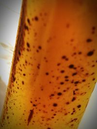 Close-up of bread