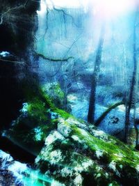 Trees growing in forest