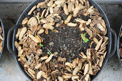 Directly above shot of seedlings surrounded by peanut shells in metallic container