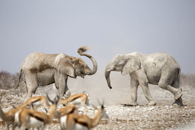 Side view of elephants