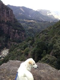 Dog on rock in mountains against sky