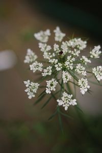 Close-up of white flowering plant