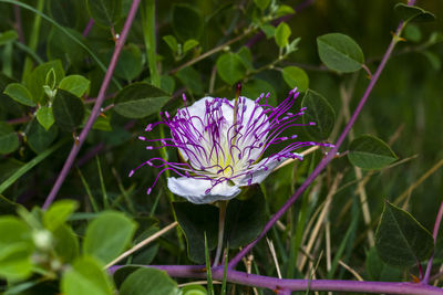 Close-up of purple flowering plant