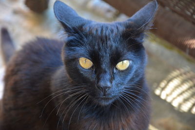 Close-up portrait of cat