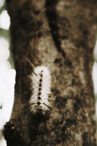 Close-up of insect on flower tree