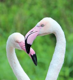 Close-up of swan