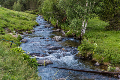 Stream amidst trees in forest