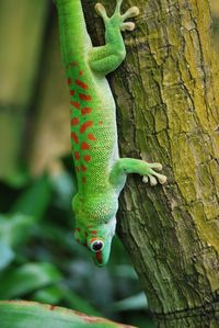 Close-up of lizard on tree trunk