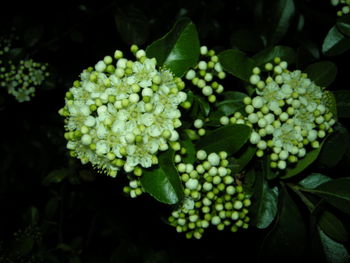 Close-up of blue flowering plant