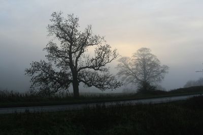 Bare trees on landscape