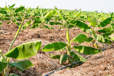 Close-up of crops growing on field