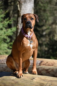 Portrait of dog sitting on wood