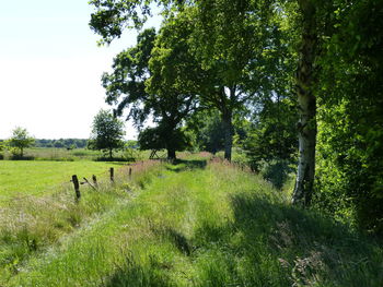 Trees on field against sky