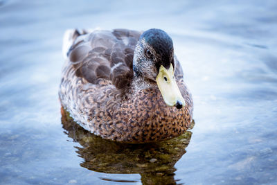 Close-up of duck in lake