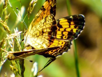 Close-up of butterfly on plant