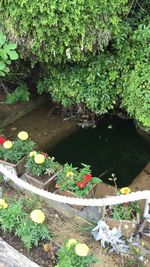 High angle view of plants floating on water